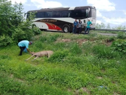 Jinete y su caballo son embestidos por camión de pasajeros en Escuinapa