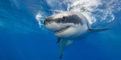 ¿Tiburones adictos a la cocaína?