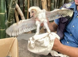 Una lechuza bebé el nuevo rescate del zoológico de Culiacán