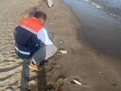 Alerta en el Maviri por aparición de peces muertos