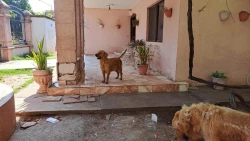 Atiende Salud Municipal y FGJE probable caso de maltrato animal en Cajeme