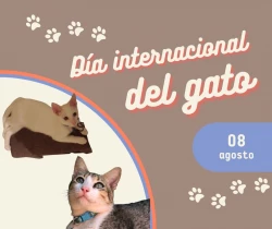¡Hoy es el día internacional del Gato!