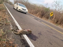 Estudio revela el alto nivel de accidentes que sufren las especies en carreteras
