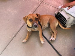 Promueve Gobierno de Sonora adopción comunitaria de perros y gatos sin hogar