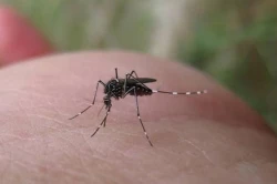 Solo dos casos de dengue no grave tiene confirmados la Jurisdicción Sanitaria 5