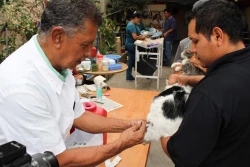 Anuncian Jornada Masiva de Castración de Mascotas en Nogales