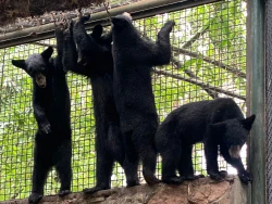 Llegan osos negros americanos al zoológico de Culiacán 