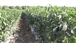 Resiente a productores poca lluvia en la zona serrana del sur del Estado