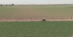 Huertos del sur de Sinaloa librados de la mosca de la fruta