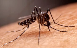 ¡Cuidado con el dengue! IMSS emite recomendaciones para evitar esta enfermedad