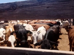 Ganaderos de Sinaloa sin alimento para ganado por falta de lluvias