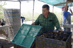 Sonora produce ostión de calidad en el Centro de Reproducción de Especies Marinas: Secretaría de Agricultura