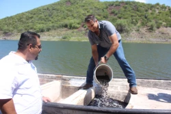 Cajeme continúa con el PLan de Rescate a la actividad pesquera y repoblamiento de la tilapia en la presa Alvaro Obregón