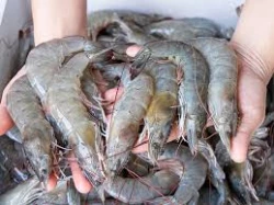 Pescadores de bahía piden se adelante la salida a la captura del camarón