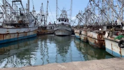 Pescadores de Mazatlán sin reportes de pesca abundante: Armadores
