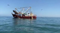 Se siguen registrando pleitos en zonas de captura de camarón entre ribereños y armadores