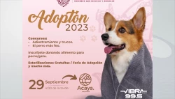 Realizarán evento de adopción de perros y gatos este viernes en Mazatlán