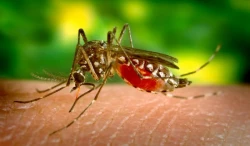 Detecta SSA caso de Paludismo importado; no hay riesgo de contagio en Sonora