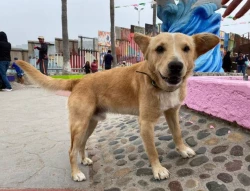 ¡Le cayó la ley! Deportan a "Oso" perrito viral que cruzó la frontera junto a un grupo de migrantes