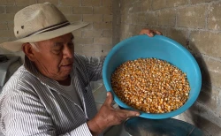 Campesinos del sur de México se organizan para defender al maíz del clima y transgénicos
