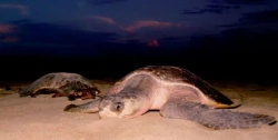 Anidacion de tortugas golfinas en Mazatlán disminuye debido a escasez de lluvias
