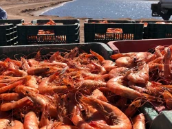 Contrabando de camarón golpea precio de producto mexicano