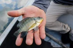 Mortandad de peces es solo un fenómeno natural