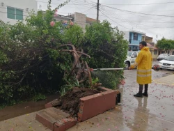 Vehículos varados, árboles caídos y atenciones de limpieza balance de Culiacán