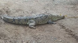 Captura a un cocodrilo en el Campo El Rosita, Eldorado