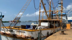Capturas de camarón han sido de hasta 12 toneladas en Mazatlán