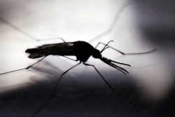 Detectan nueva sepa del dengue en Sinaloa