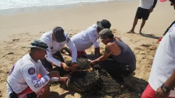 Escuadrón Acuático captura a cocodrilo en Playa Cerritos