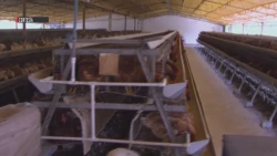 Se evalúan las condiciones de gripe aviar en Sonora
