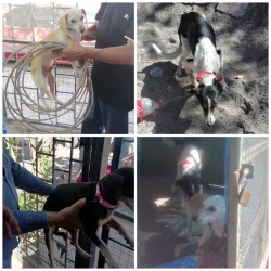 Rescatan AMIC a tres caninos en Cajeme por probable maltrato o crueldad animal