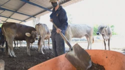 Del excremento a gas doméstico