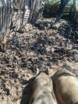 Autoridades señalan que cerdos criados en malas condiciones en Ahome no han afectado a la población