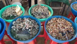 Baja venta de camarón al 50 por ciento por el mes de noviembre