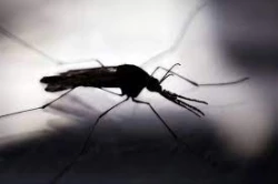 Sinaloa con menos casos de dengue