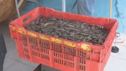 Continua la introducción de camarón ilegal a México