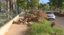 A dos meses de Norma aun hay troncos caídos, basura y estragos en el municipio de Ahome