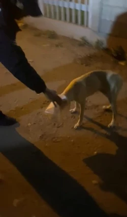 Oficiales de la SSPM ayudan a perrito atorado en recipiente de plástico