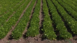 Se han sembrado 521 mil hectáreas en Sinaloa 