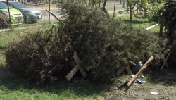 Invitan a la recolección de pinos navideños para evitar tirarlos a la basura en Mazatlán