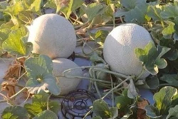 Demuestran análisis de laboratorio, ausencia de contaminantes microbiológicos en unidades de producción de melón de Sonora