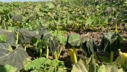 Reportan daños parciales en cultivos de la zona norte de Sinaloa: CESAVESIN