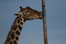 El viaje de 2.000 kilómetros de la jirafa Benito, un triunfo de los animalistas en México