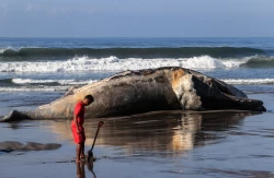 Ballena jorobada aparece muerta en playas de Acapulco