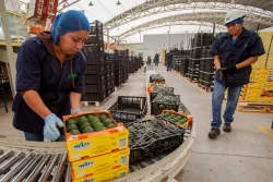 México alcanza los 51.874 millones de dólares en exportaciones agroalimentarias en 2023
