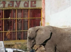 Especialistas del Zoo Guadalajara y de AZCARM revisan a la Elefanta Annie