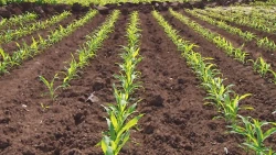 A falta de agua no se logró sembrar las superficies planteadas para Sinaloa